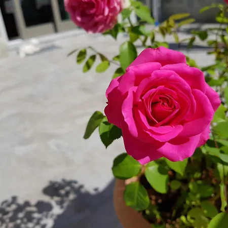 Stella Maggiore Bed & Breakfast