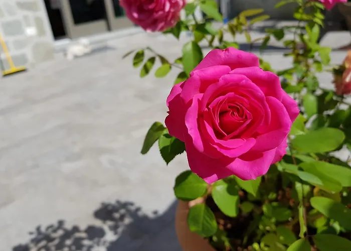 Stella Maggiore לינה וארוחת בוקר