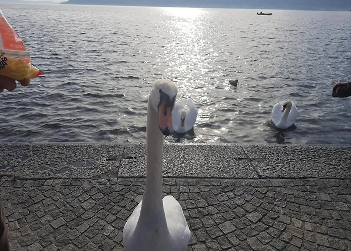 Stella Maggiore Verbania